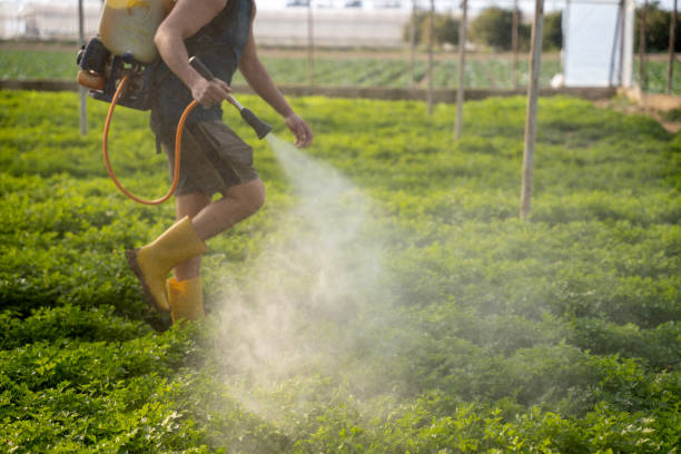 Best Affordable Pest Control Services  in Upper Lake, CA