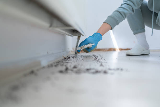 Best Emergency Pest Control  in Upper Lake, CA